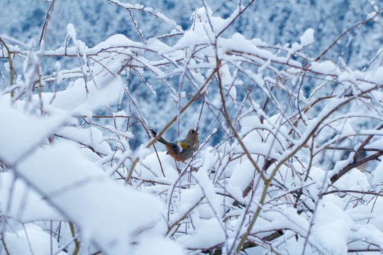 雪中的鳥兒