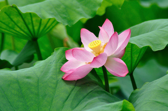 荷花
