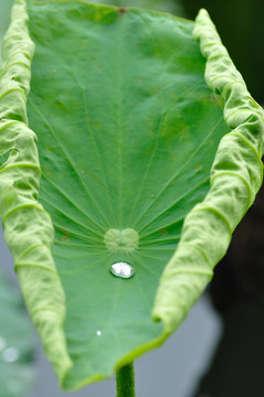 荷葉