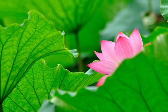 荷花