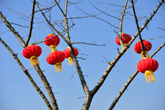 掛在樹(shù)枝上的紅燈籠