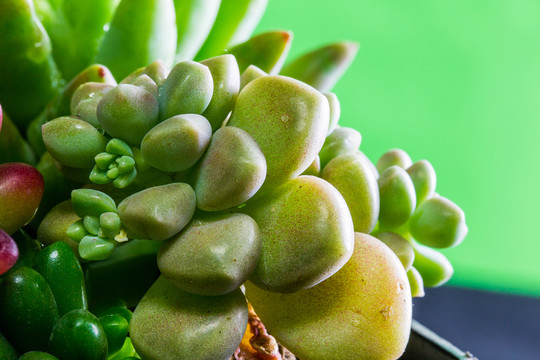 多肉植物