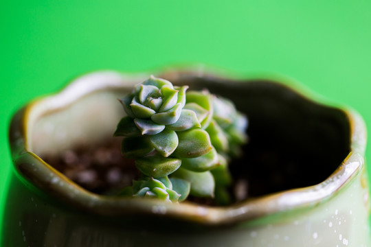 多肉植物
