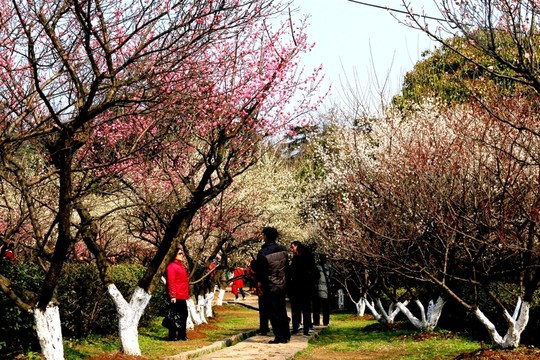 南京古林公園風(fēng)光