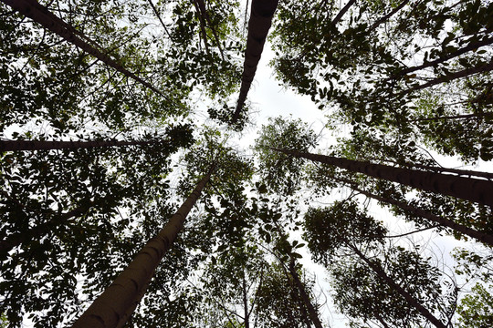 大樹