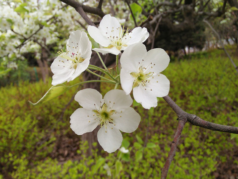 梨花