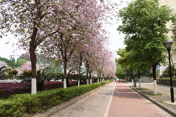 紫荊花開