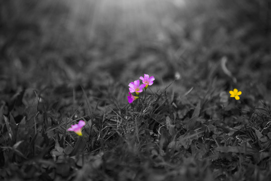 春天的花