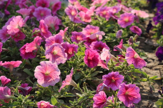 花海