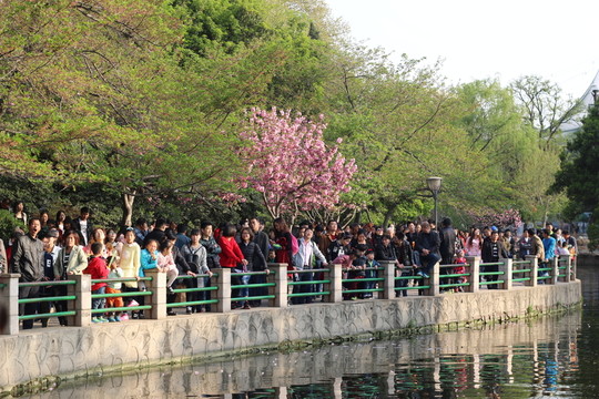 賞花