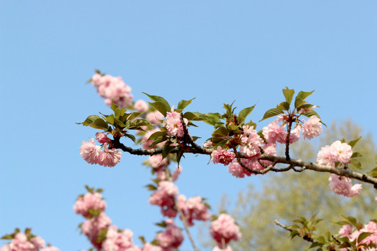 櫻花