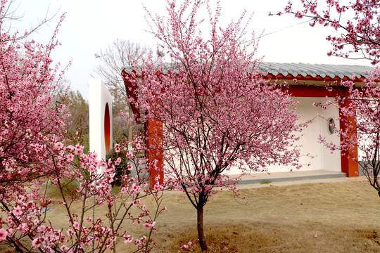 櫻花樹