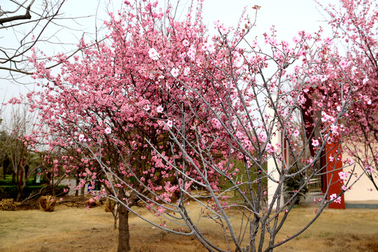 櫻花樹
