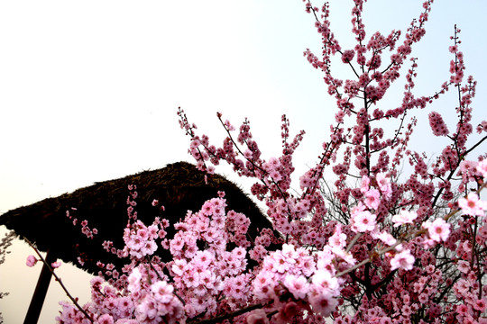 櫻花