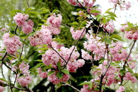 櫻花