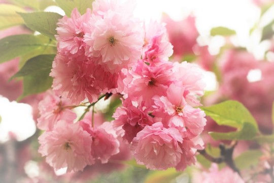 櫻花