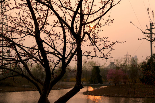 夕陽(yáng)樹(shù)木