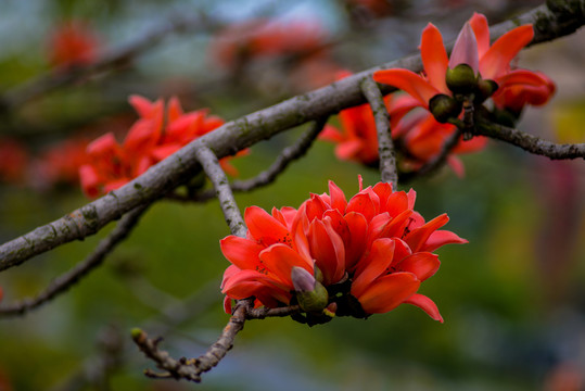 木棉花