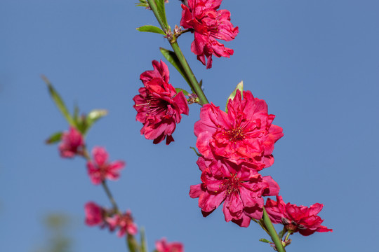 桃花