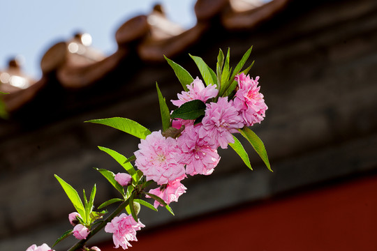 桃花
