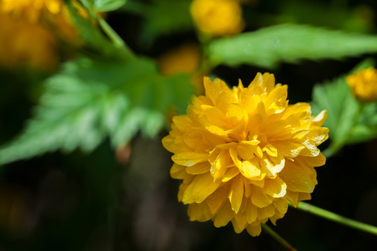 棣堂花