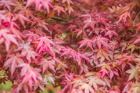 紅楓葉