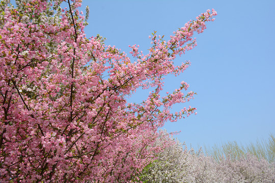 櫻花