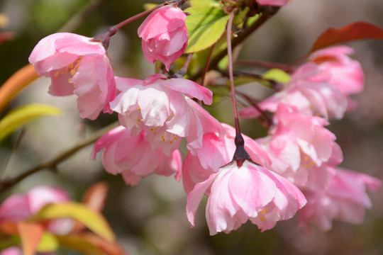 櫻花