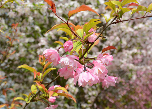 櫻花