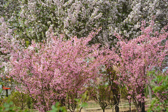 櫻花