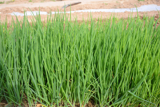 小蔥