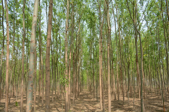 小樹林