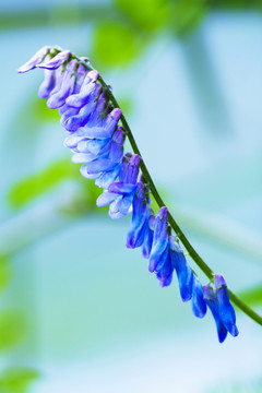 唯美花卉