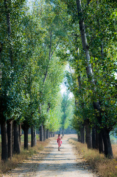 樹林小路