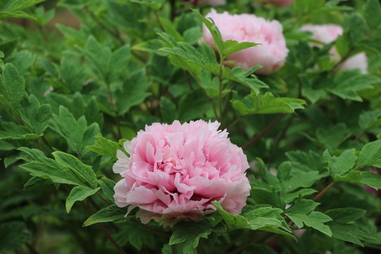 牡丹花