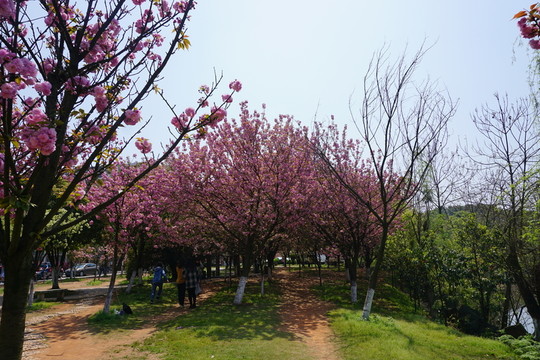 櫻花