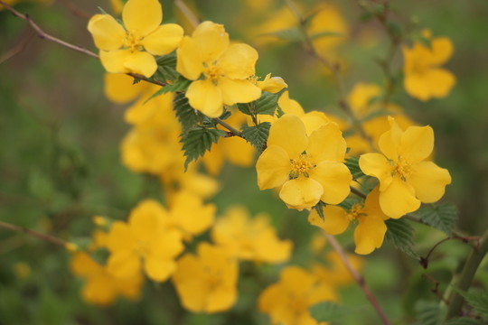 黃花