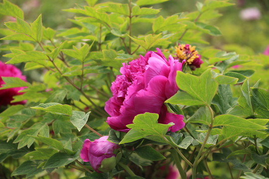 牡丹花