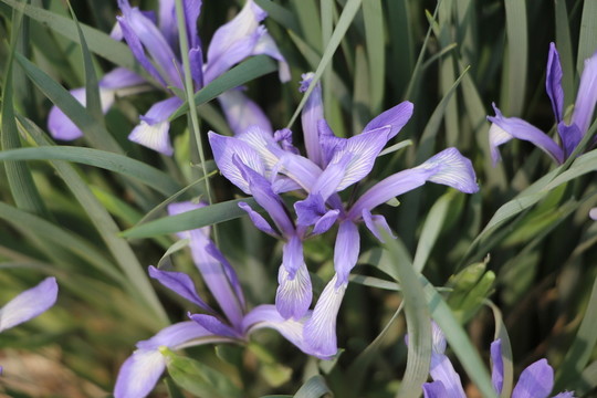 紫花
