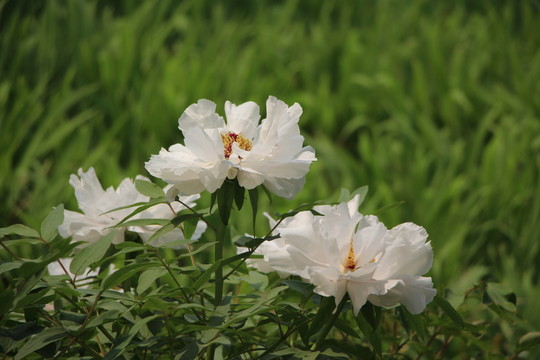 曹州牡丹