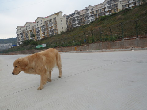 金毛