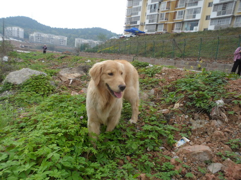 金毛尋回犬