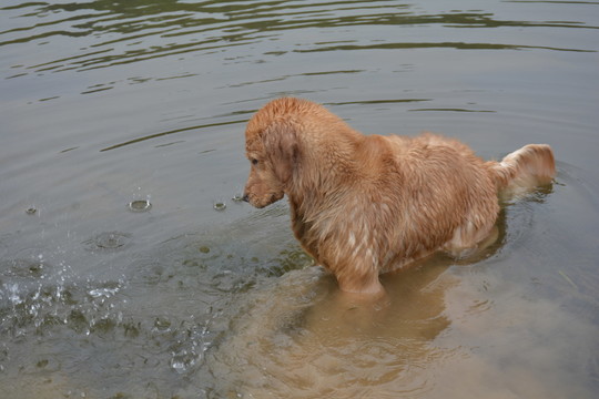 賽級犬 導(dǎo)盲犬