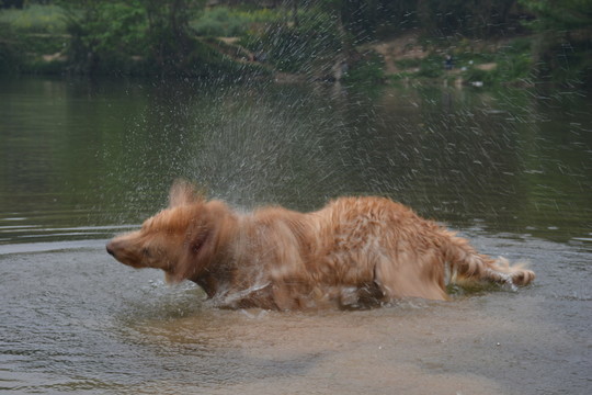 導(dǎo)盲犬