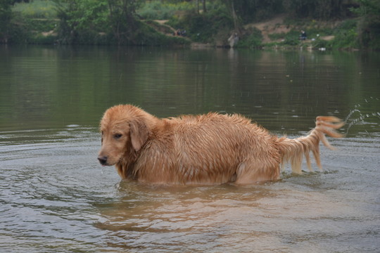 導(dǎo)盲犬