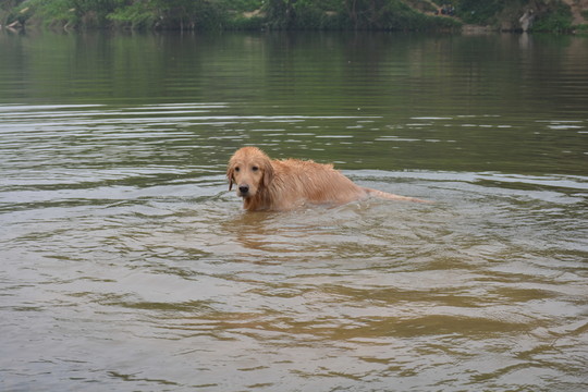 導(dǎo)盲犬游泳