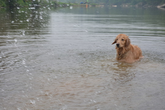 導(dǎo)盲犬游泳