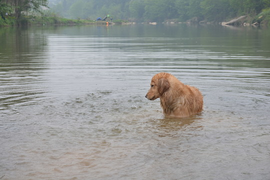 導盲犬游泳