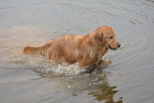 金毛尋回犬 游泳