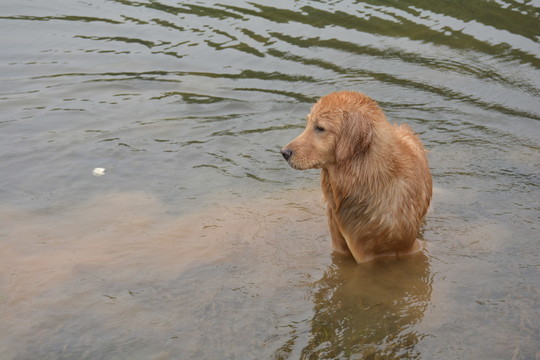 金毛尋回犬 游泳